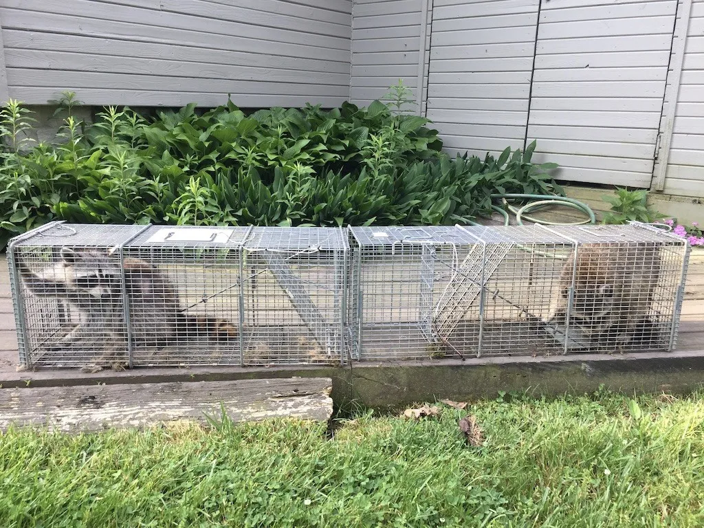 Two raccoons in two wire cage traps set end to end along a house foundation planting